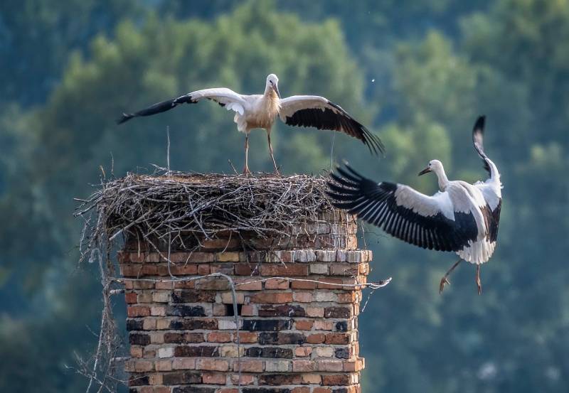 Professional Chimney Animal Removal Services in Farmington Hills, Michigan