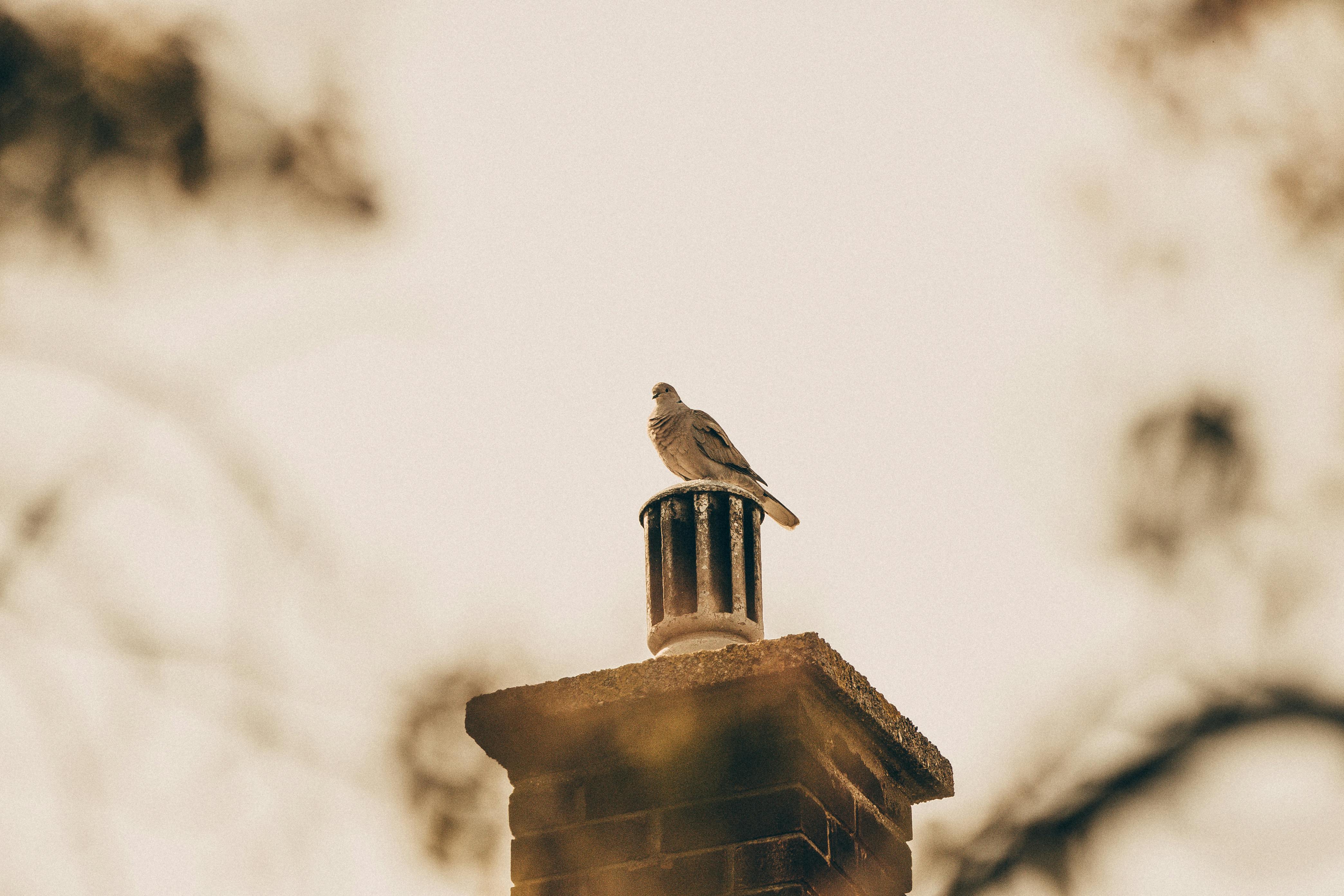 Professional Chimney Cap Installation Services in Farmington Hills, MI Expert Chimney Cap Installation in Farmington Hills, Michigan